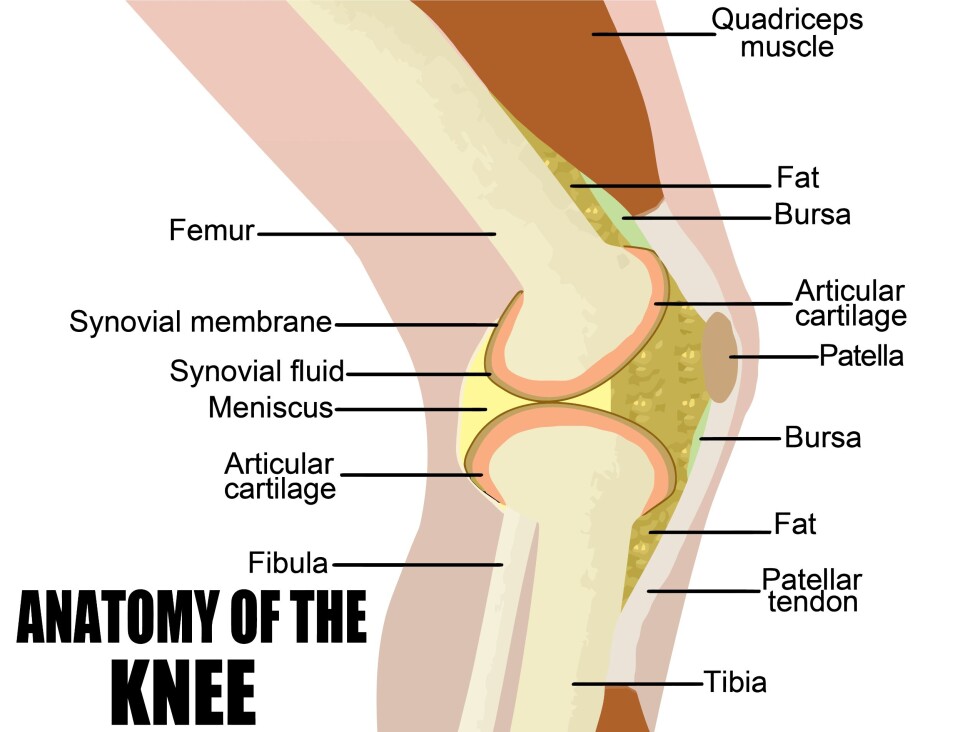 Nytt ligament i kneet oppdaget