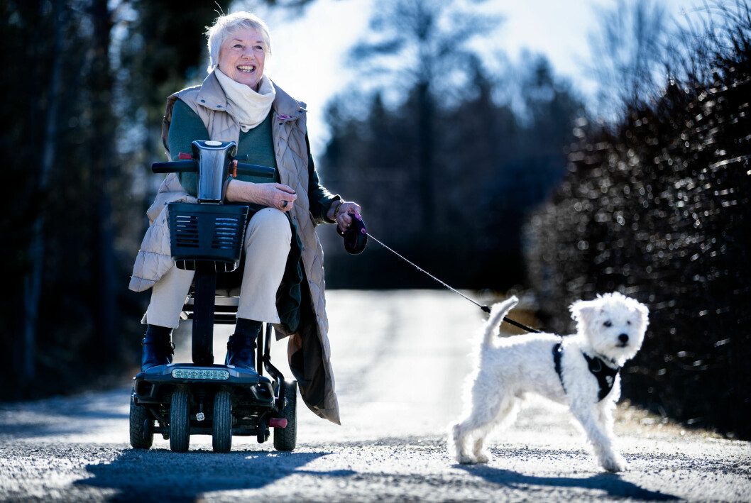 El-scooteren er et essensielt hjelpemiddel for Lillian Festvåg. Her er hun på tur med Kastro, som er en schnoodle. Det er en miks av dvergschnauser og puddel.