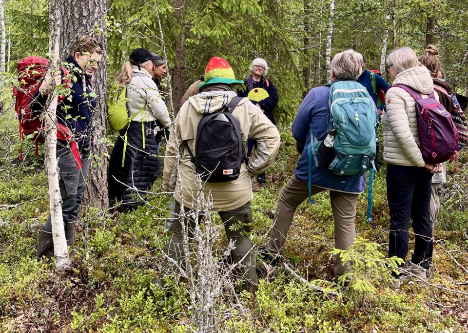 Skogsbad i Løten Tett furuskog, lyng og kjerr. Deltakerne fant rom og ro i kjent skog.