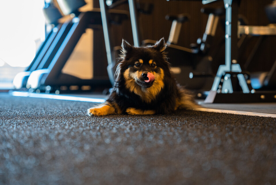 Hils på Frøya, en liten, men viktig del av Gymsalen. – Alle elsker Frøya, sier Eli Hausken.